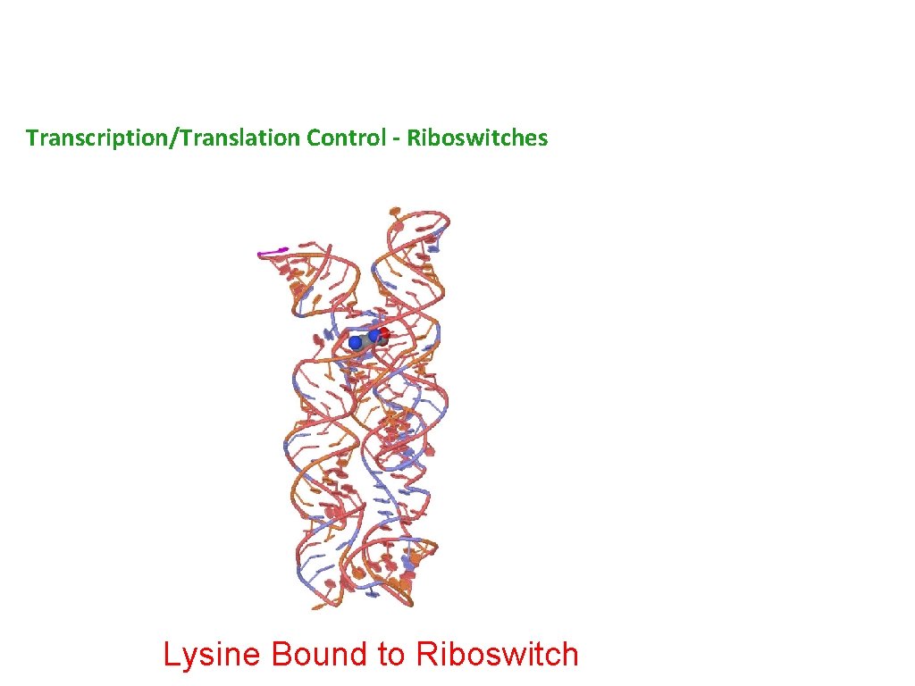 Transcription/Translation Control - Riboswitches Lysine Bound to Riboswitch 