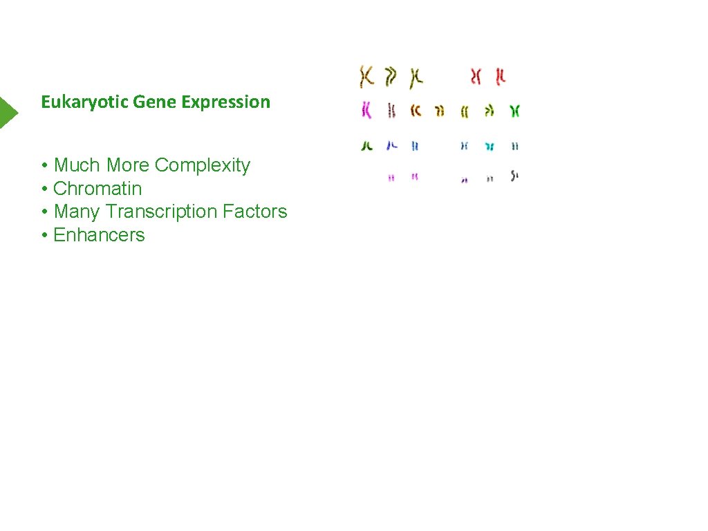 Eukaryotic Gene Expression • Much More Complexity • Chromatin • Many Transcription Factors •