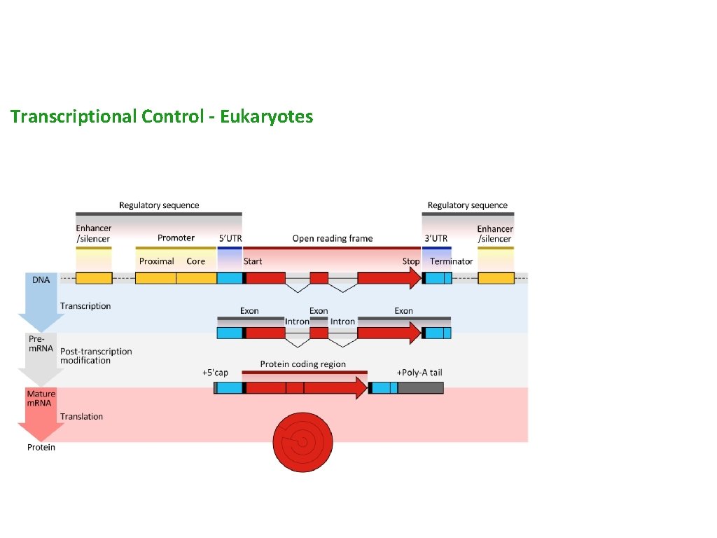 Transcriptional Control - Eukaryotes 