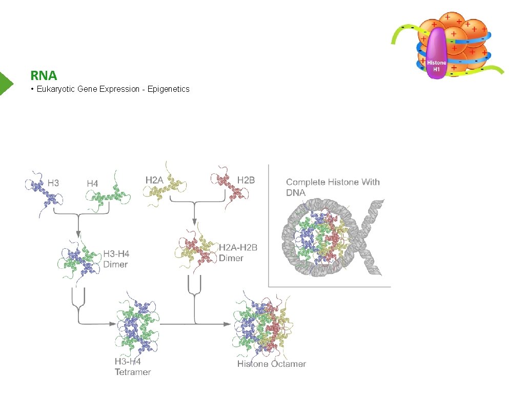 RNA • Eukaryotic Gene Expression - Epigenetics 