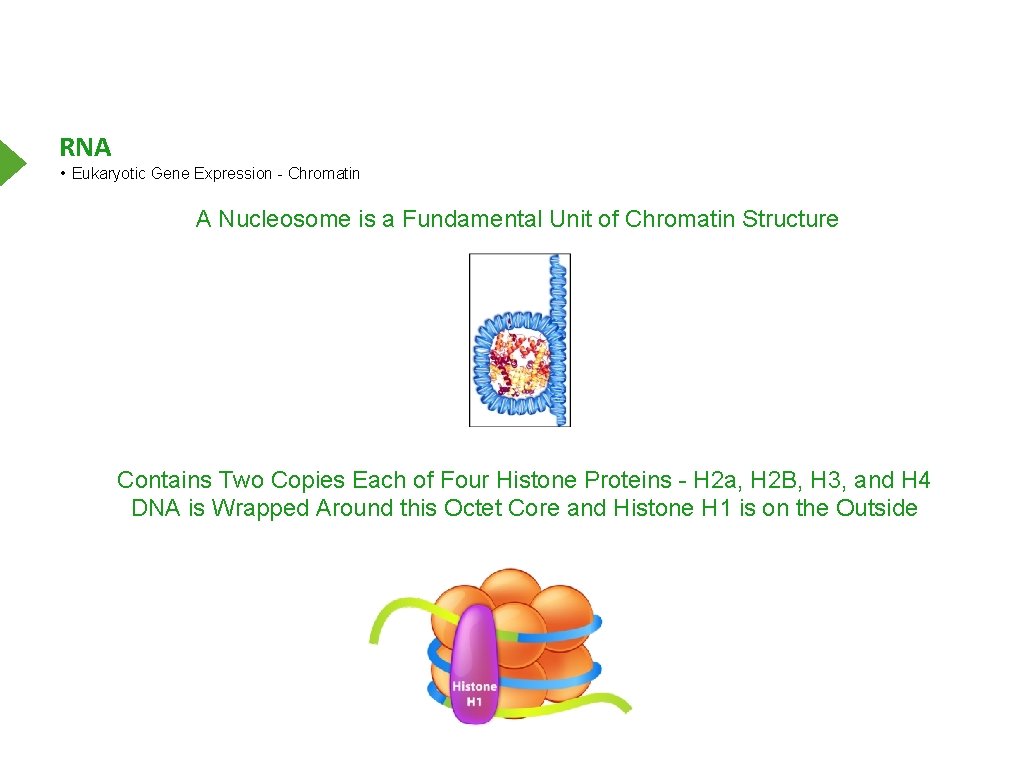 RNA • Eukaryotic Gene Expression - Chromatin A Nucleosome is a Fundamental Unit of