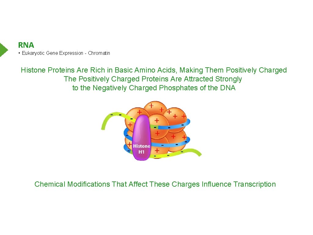 RNA • Eukaryotic Gene Expression - Chromatin Histone Proteins Are Rich in Basic Amino