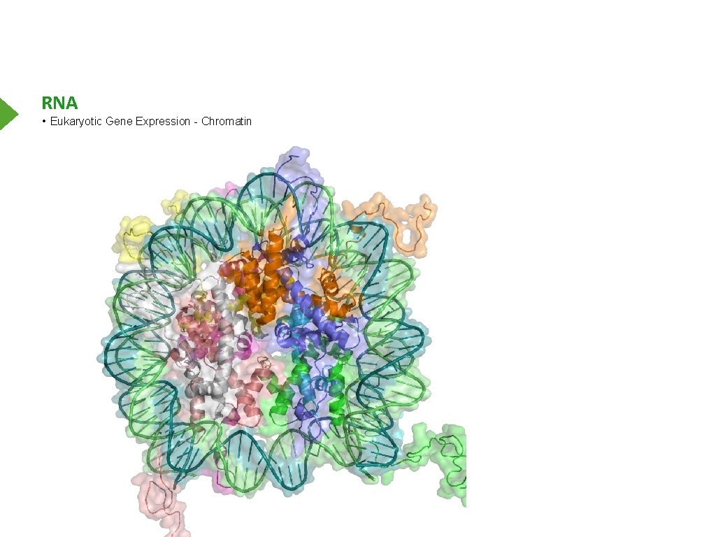 RNA • Eukaryotic Gene Expression - Chromatin 