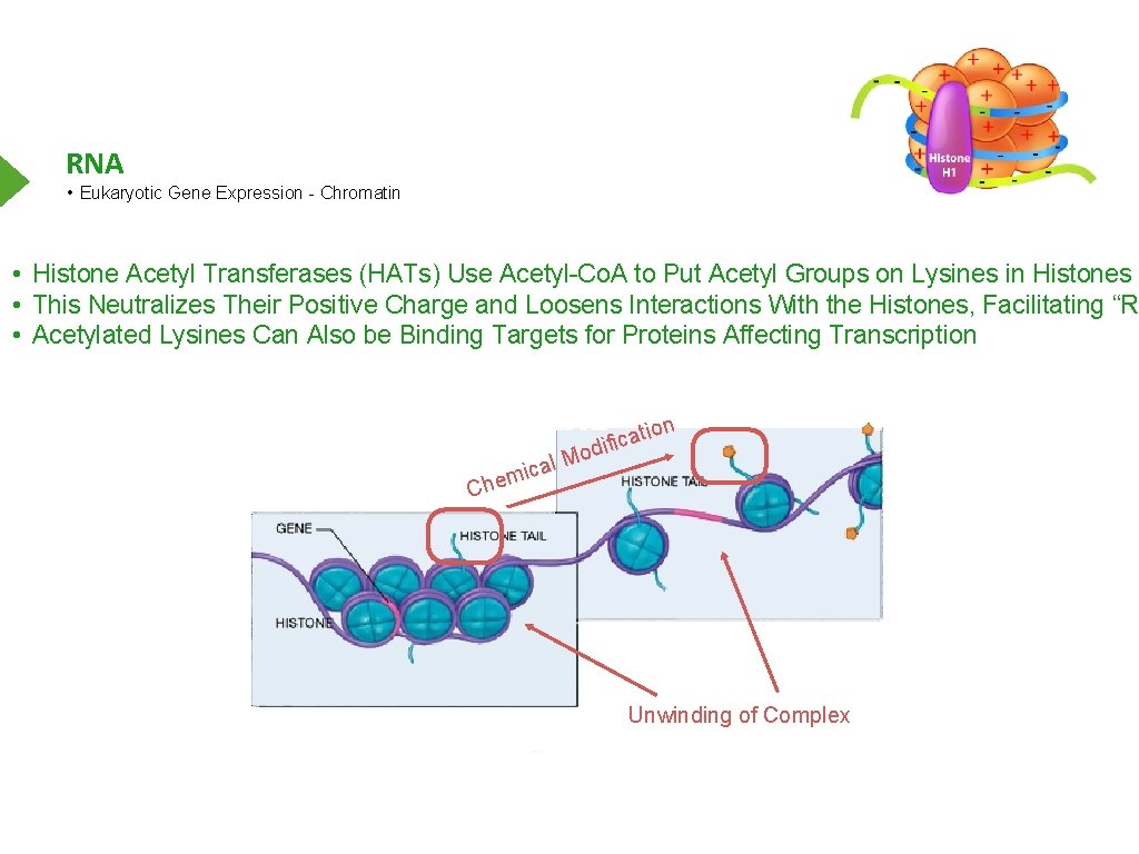 RNA • Eukaryotic Gene Expression - Chromatin • Histone Acetyl Transferases (HATs) Use Acetyl-Co.