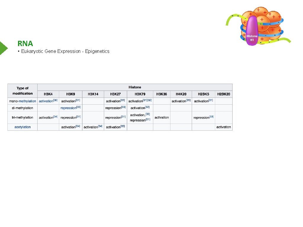 RNA • Eukaryotic Gene Expression - Epigenetics 