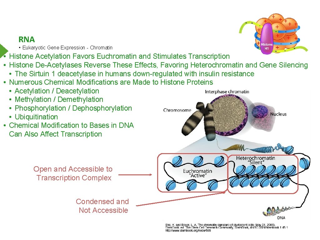 RNA • Eukaryotic Gene Expression - Chromatin • Histone Acetylation Favors Euchromatin and Stimulates
