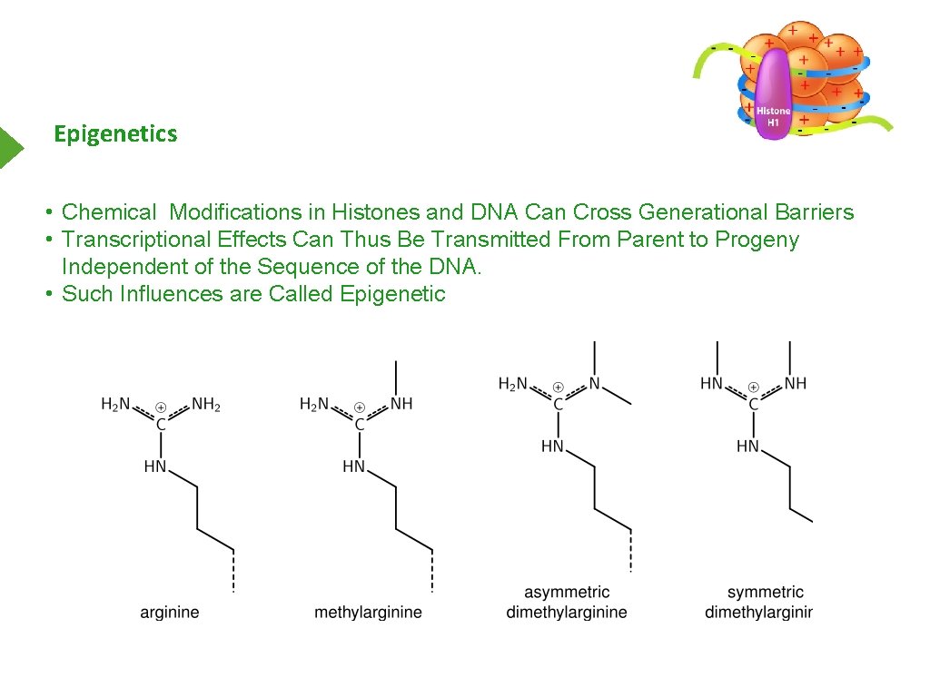 Epigenetics • Chemical Modifications in Histones and DNA Can Cross Generational Barriers • Transcriptional