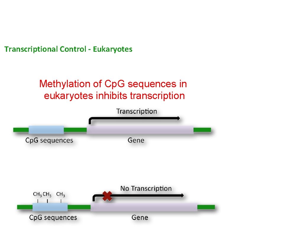 Transcriptional Control - Eukaryotes Methylation of Cp. G sequences in eukaryotes inhibits transcription 