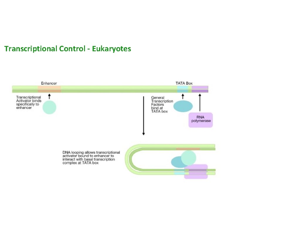 Transcriptional Control - Eukaryotes 