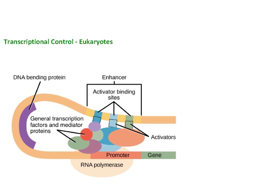 Transcriptional Control - Eukaryotes 