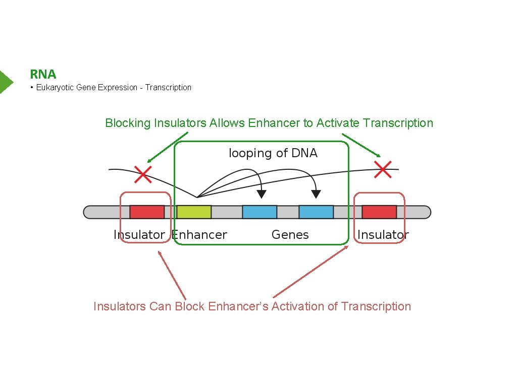 RNA • Eukaryotic Gene Expression - Transcription Blocking Insulators Allows Enhancer to Activate Transcription