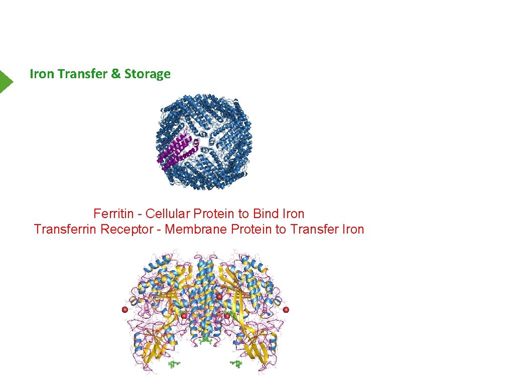 Iron Transfer & Storage Ferritin - Cellular Protein to Bind Iron Transferrin Receptor -