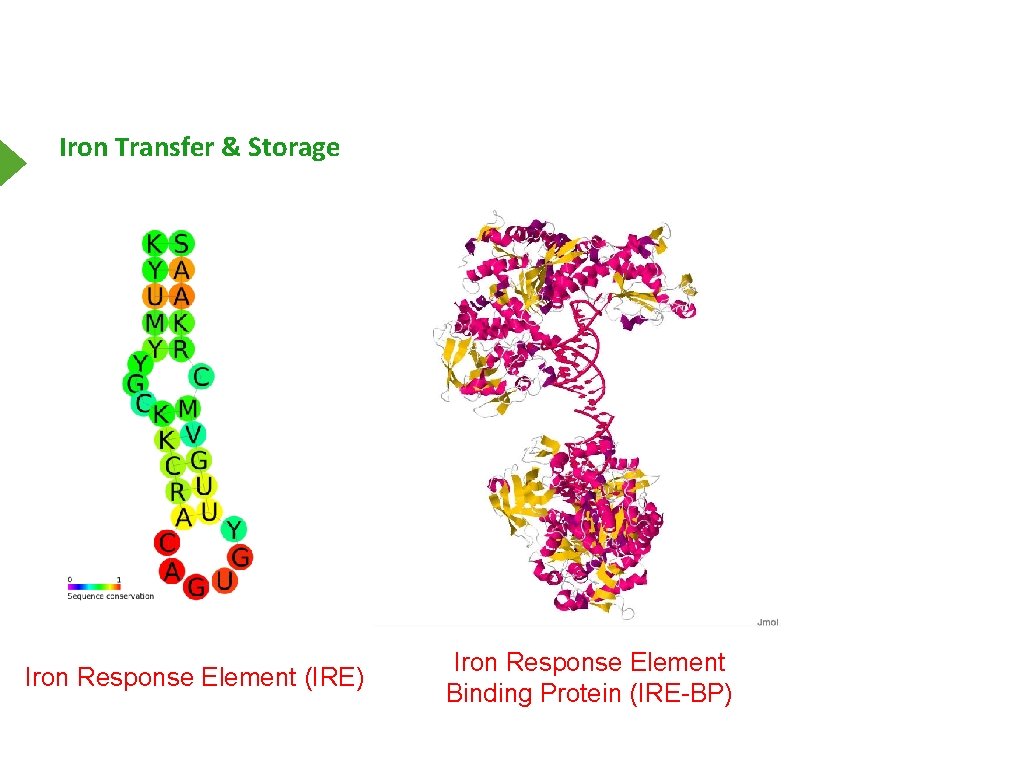 Iron Transfer & Storage Iron Response Element (IRE) Iron Response Element Binding Protein (IRE-BP)