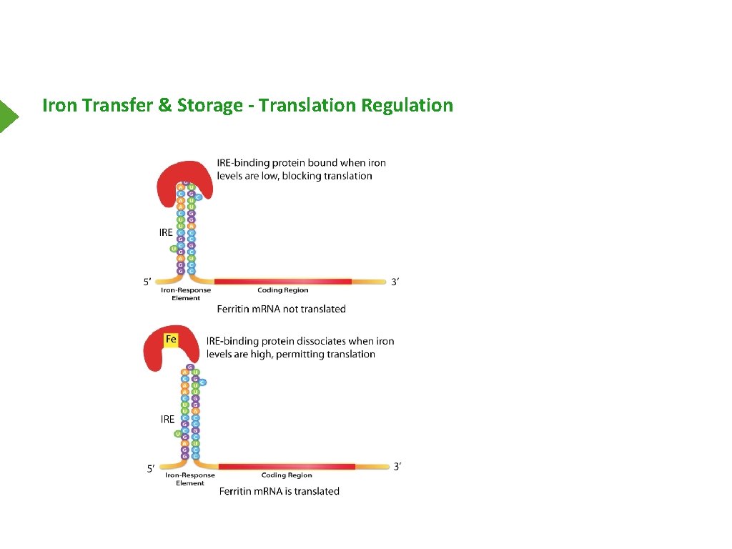 Iron Transfer & Storage - Translation Regulation 
