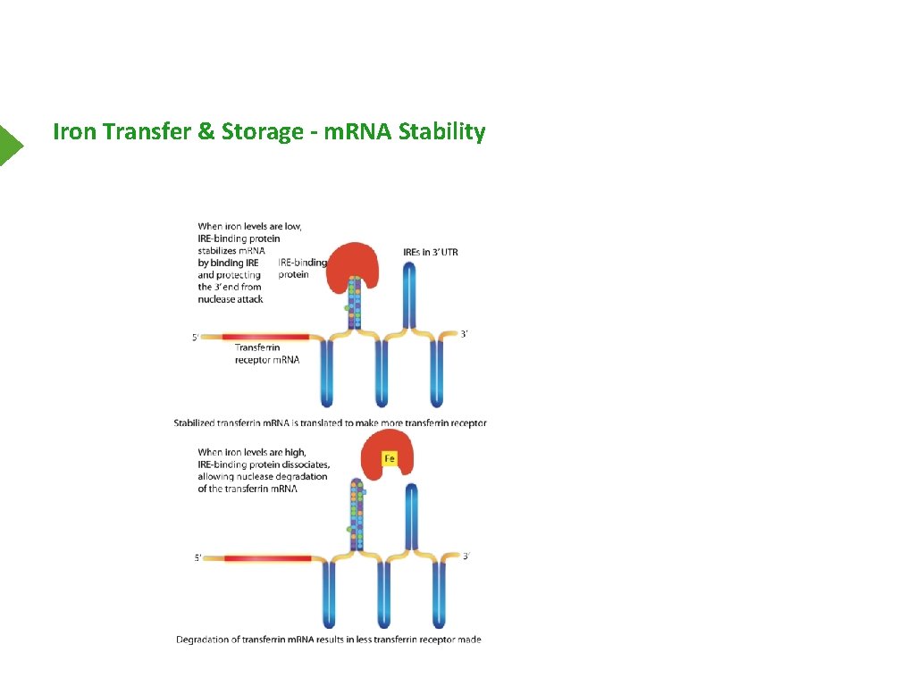 Iron Transfer & Storage - m. RNA Stability 
