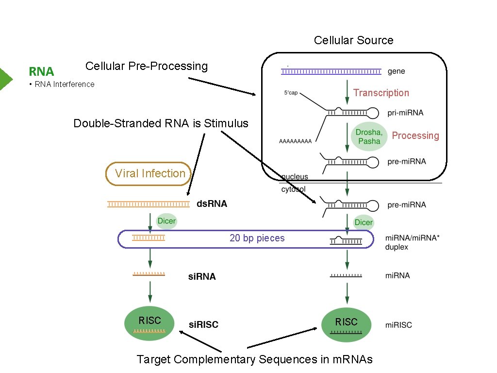 Cellular Source RNA Cellular Pre-Processing • RNA Interference Transcription Double-Stranded RNA is Stimulus Processing