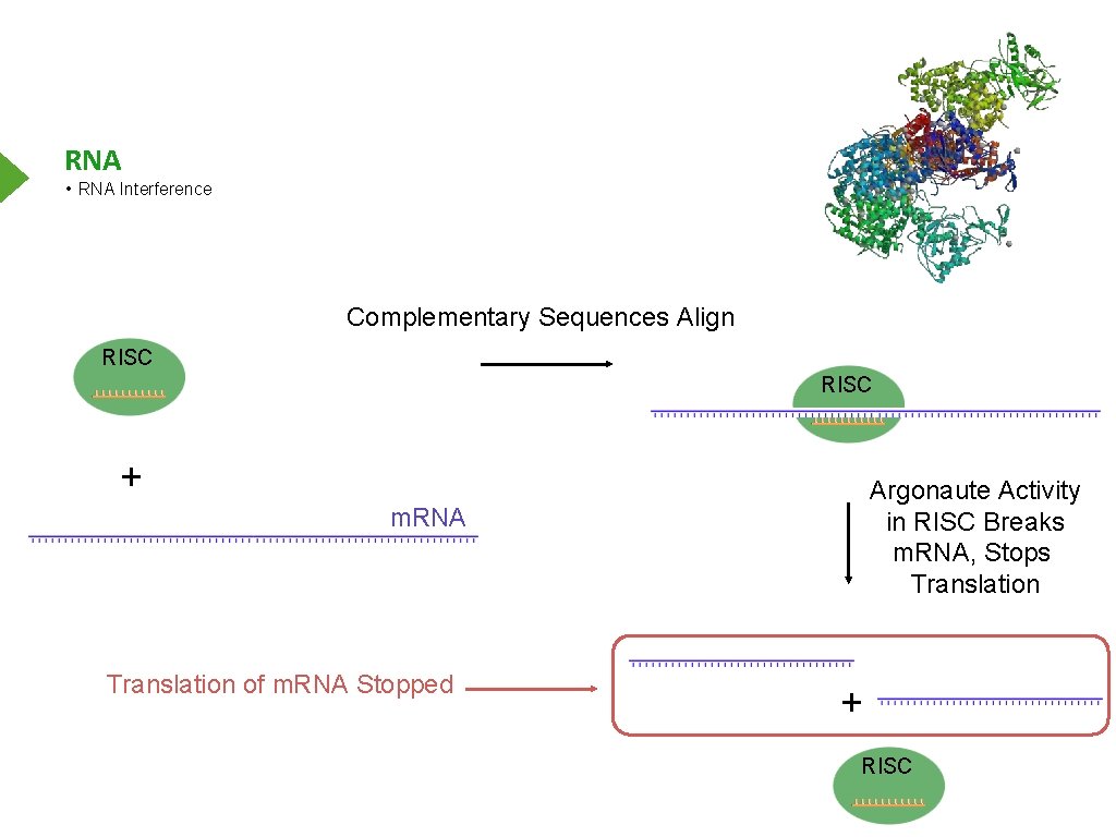RNA • RNA Interference Complementary Sequences Align RISC + Argonaute Activity in RISC Breaks