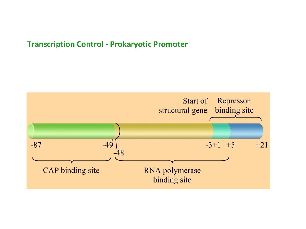 Transcription Control - Prokaryotic Promoter 