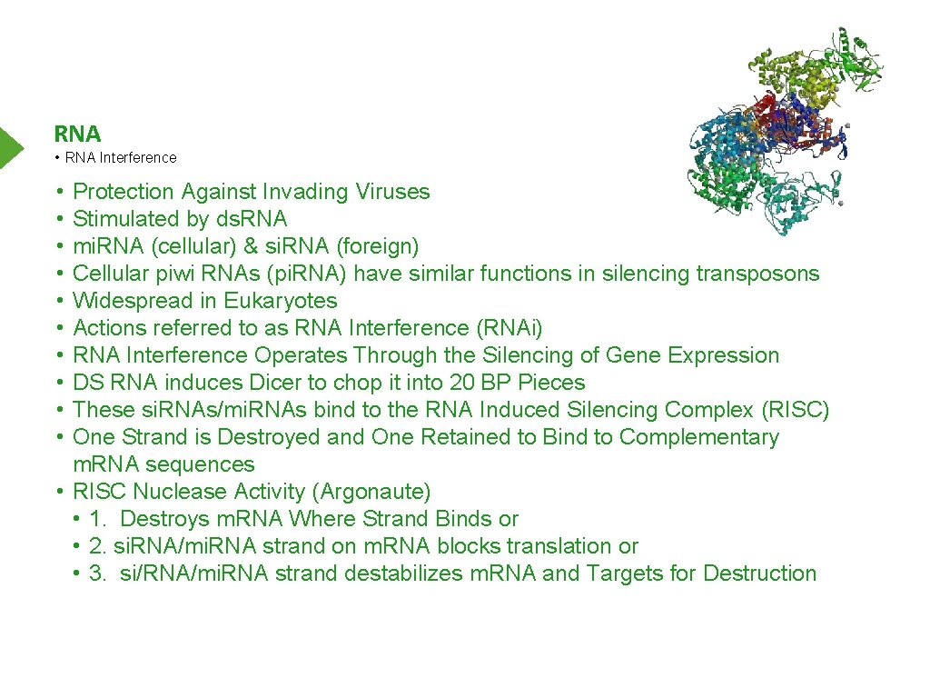 RNA • RNA Interference • • • Protection Against Invading Viruses Stimulated by ds.