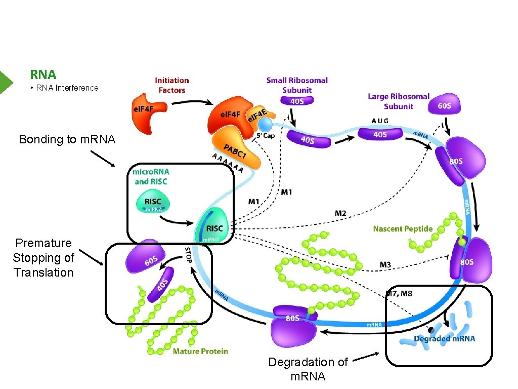 RNA • RNA Interference Bonding to m. RNA Premature Stopping of Translation Degradation of