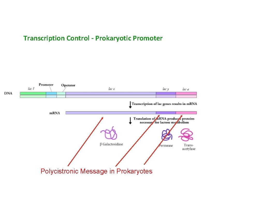 Transcription Control - Prokaryotic Promoter Polycistronic Message in Prokaryotes 