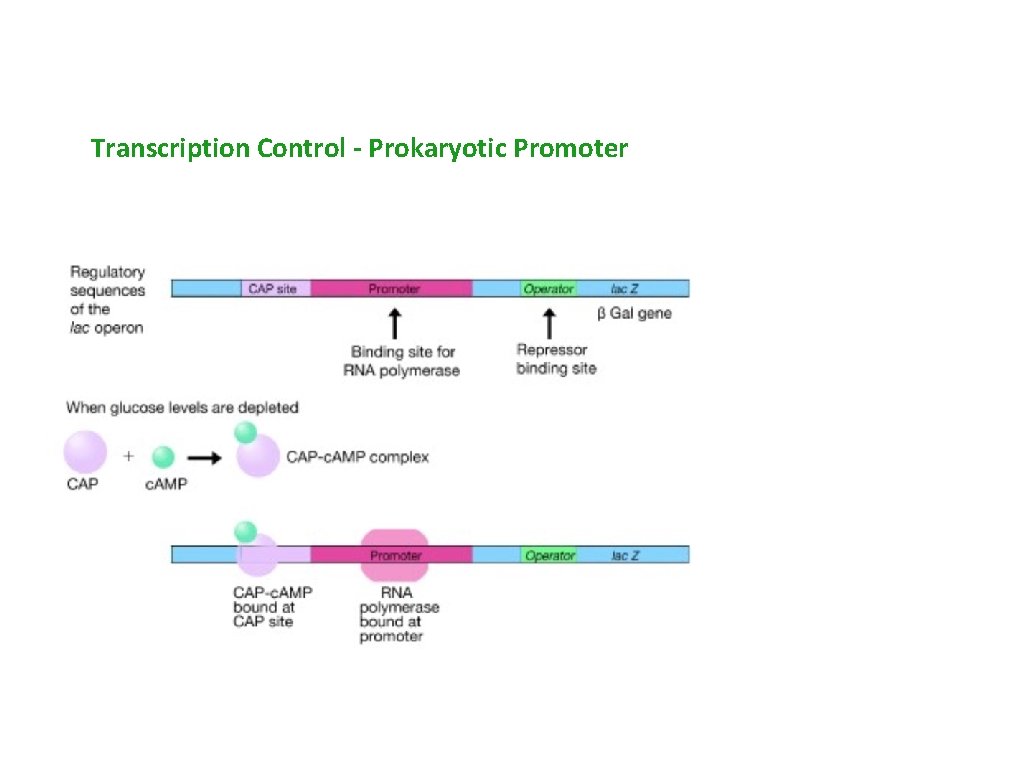 Transcription Control - Prokaryotic Promoter 