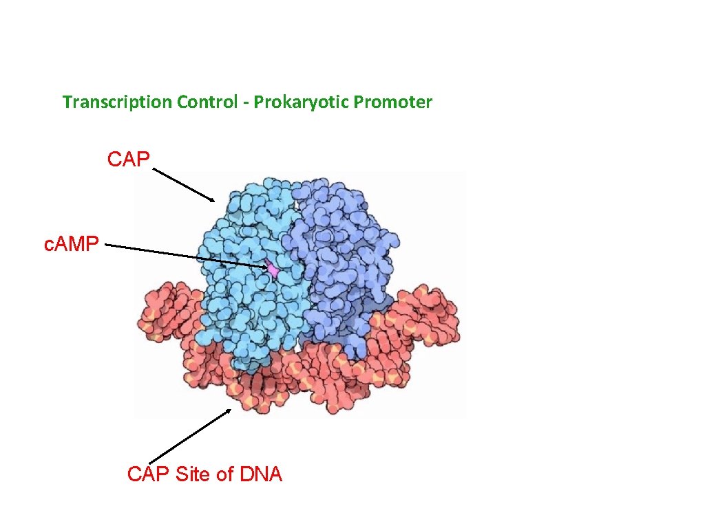 Transcription Control - Prokaryotic Promoter CAP c. AMP CAP Site of DNA 