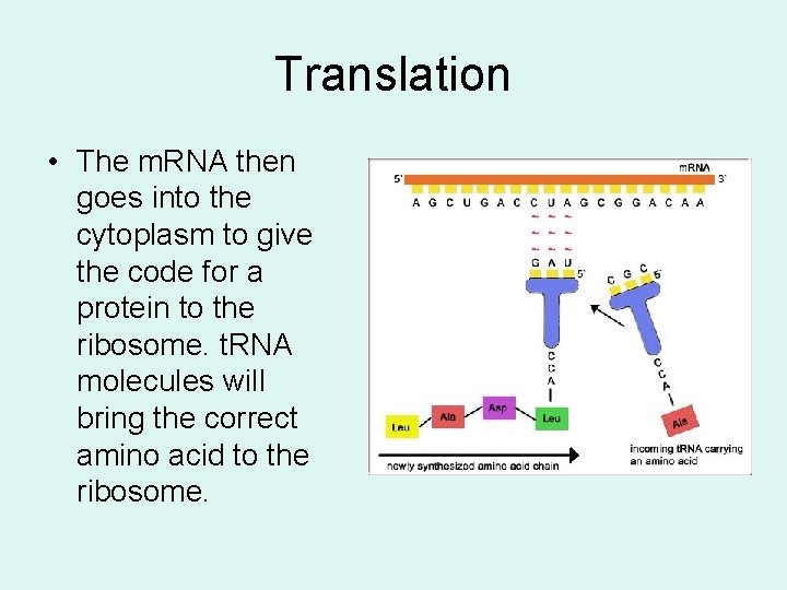 Translation • The m. RNA then goes into the cytoplasm to give the code