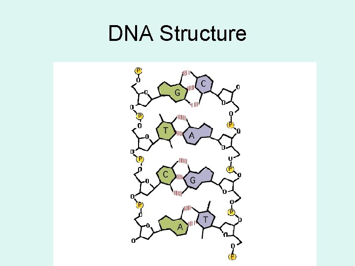 DNA Structure 