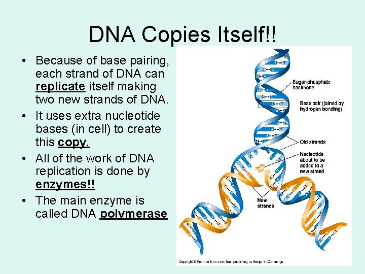 DNA Copies Itself!! • Because of base pairing, each strand of DNA can replicate