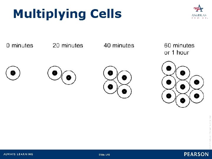 Multiplying Cells Copyright © 2010 Pearson Education, Inc. or its affiliate(s). All rights reserved.