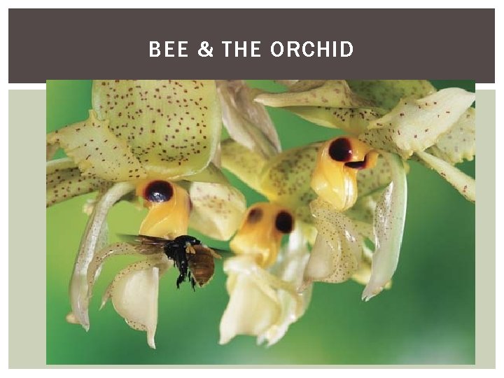 BEE & THE ORCHID 