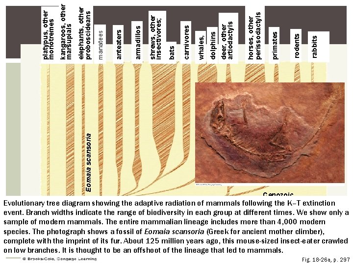 rabbits rodents primates horses, other perissodactyls deer, other artiodactyls dolphins whales, carnivores bats shrews,