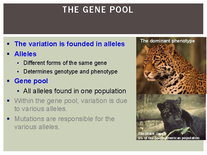 THE GENE POOL The variation is founded in alleles Alleles The dominant phenotype •