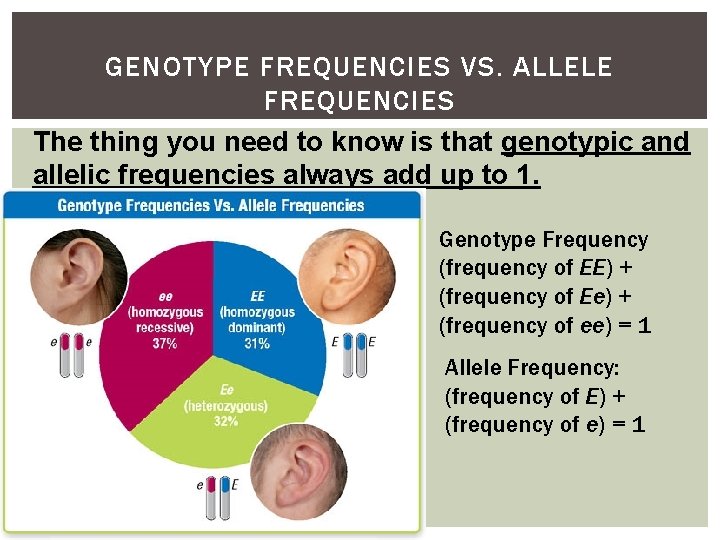 GENOTYPE FREQUENCIES VS. ALLELE FREQUENCIES The thing you need to know is that genotypic