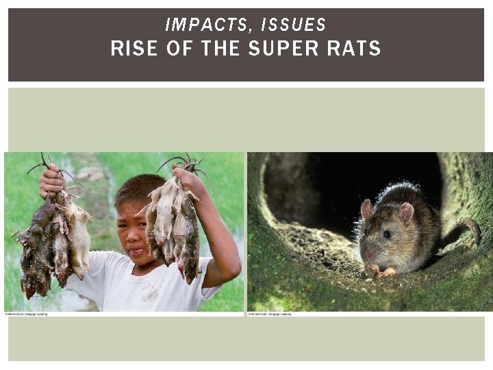 IMPACTS, ISSUES RISE OF THE SUPER RATS 