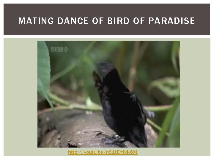 MATING DANCE OF BIRD OF PARADISE http: //youtu. be/n. S 1 t. Enfkk 6