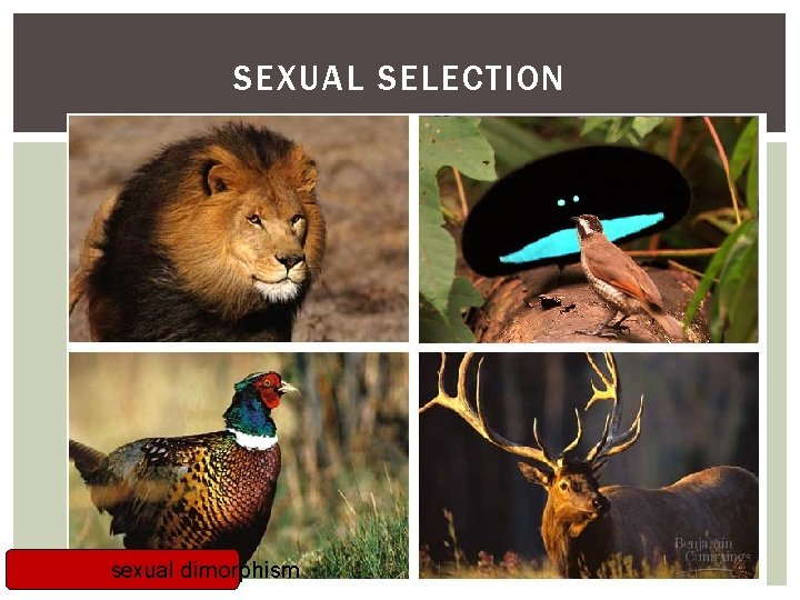 SEXUAL SELECTION sexual dimorphism 