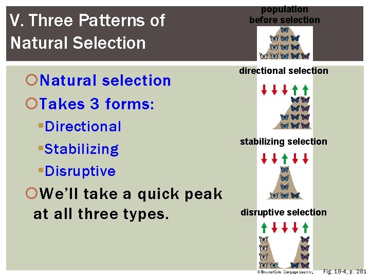 V. Three Patterns of Natural Selection Natural selection Takes 3 forms: Directional Stabilizing Disruptive