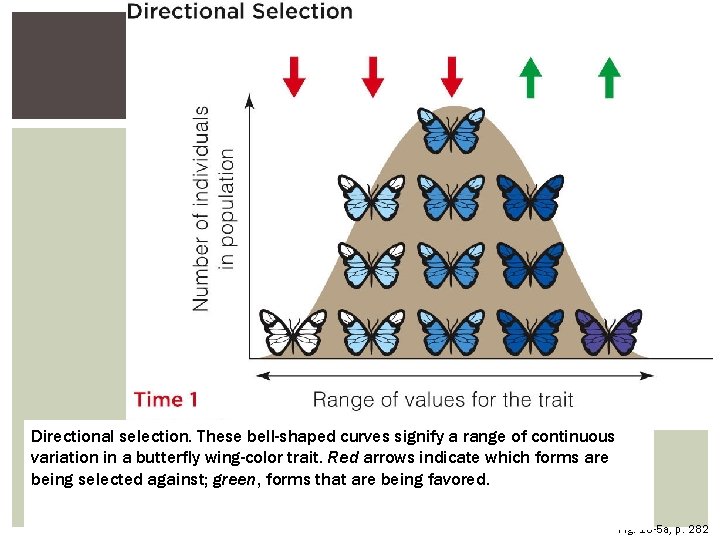 Directional selection. These bell-shaped curves signify a range of continuous variation in a butterfly