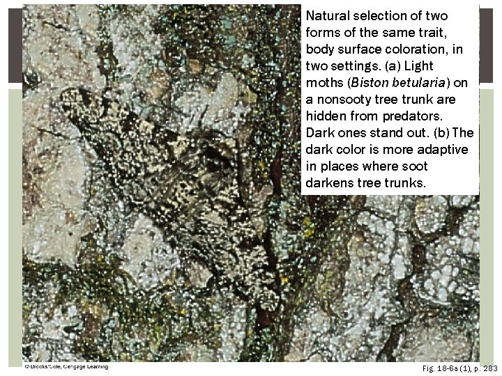 Natural selection of two forms of the same trait, body surface coloration, in two