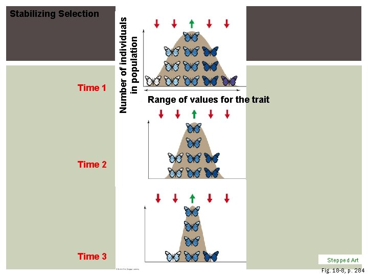 Time 1 Number of individuals in population Stabilizing Selection Range of values for the