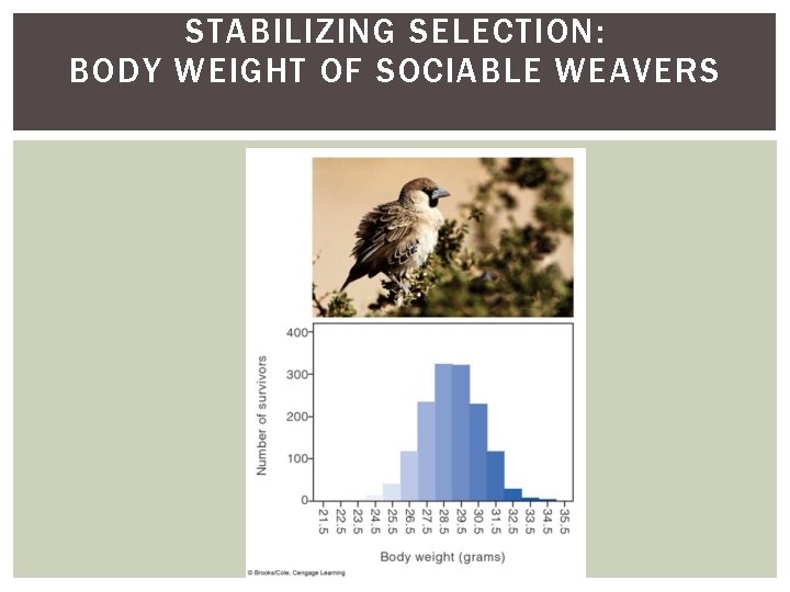 STABILIZING SELECTION: BODY WEIGHT OF SOCIABLE WEAVERS 