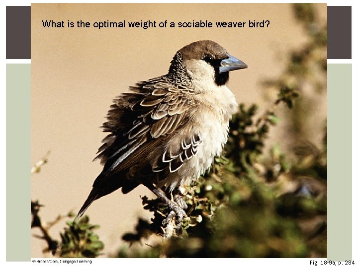 What is the optimal weight of a sociable weaver bird? Fig. 18 -9 a,