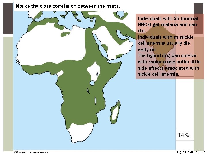 Notice the close correlation between the maps. Individuals with SS (normal RBCs) get malaria