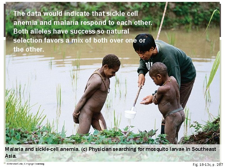 The data would indicate that sickle cell anemia and malaria respond to each other.