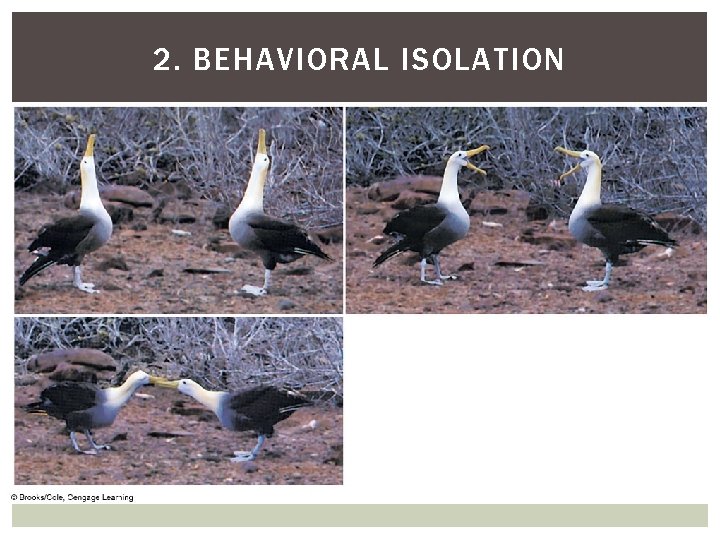 2. BEHAVIORAL ISOLATION 