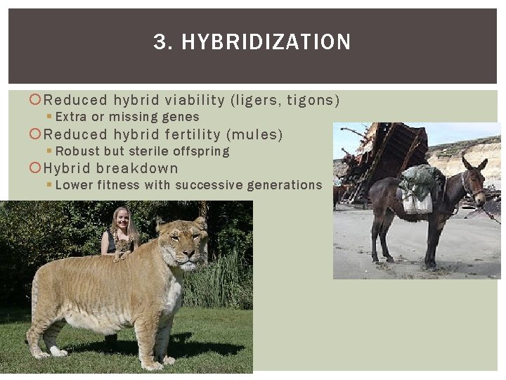3. HYBRIDIZATION Reduced hybrid viability (ligers, tigons) Extra or missing genes Reduced hybrid fertility
