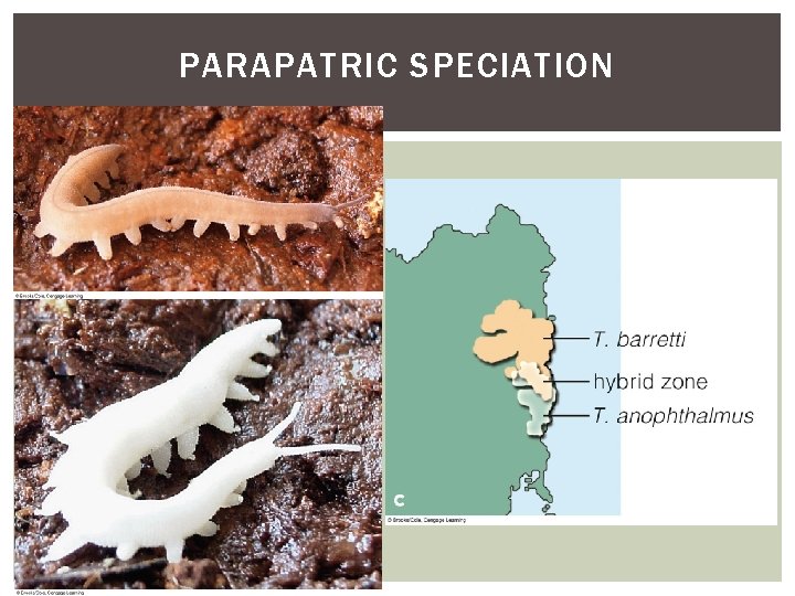 PARAPATRIC SPECIATION 