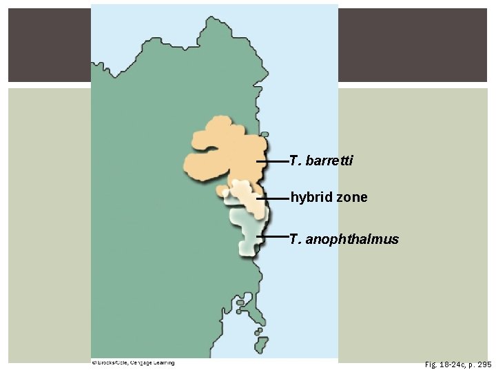 T. barretti hybrid zone T. anophthalmus Fig. 18 -24 c, p. 295 